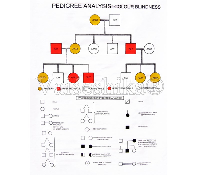 Pedigree Chart For Colour Blindness